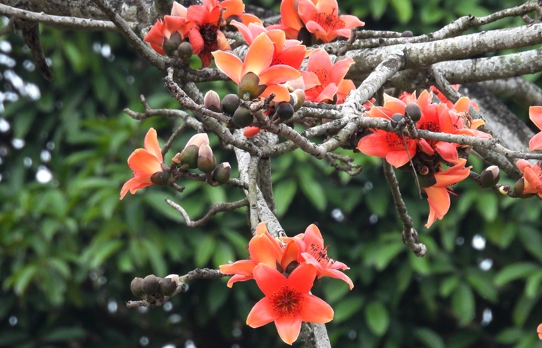 Цветы хлопковое дерева – подарок месяца марта