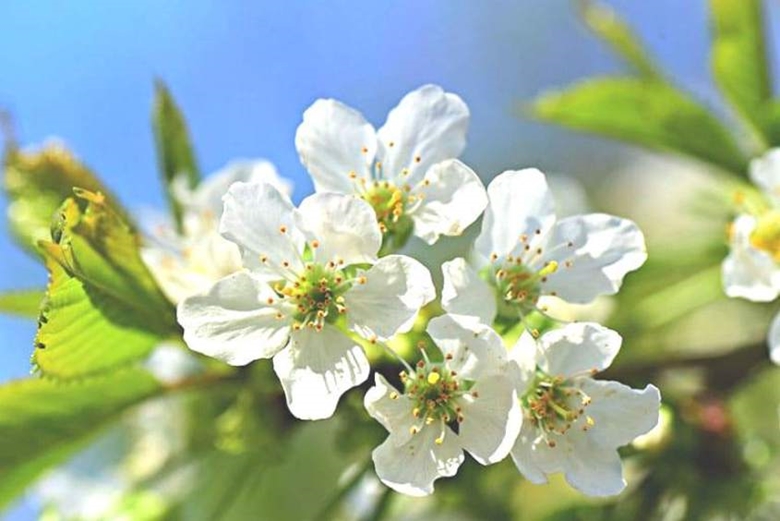 Белые цветы Шонча в лесу Му Канг Чай