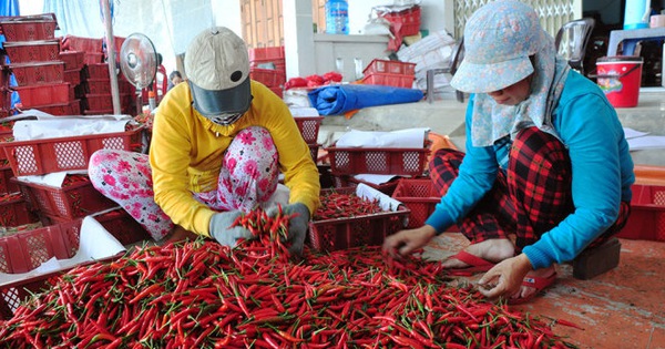 Поставка вьетнамского перца чили в Китай по контрактам