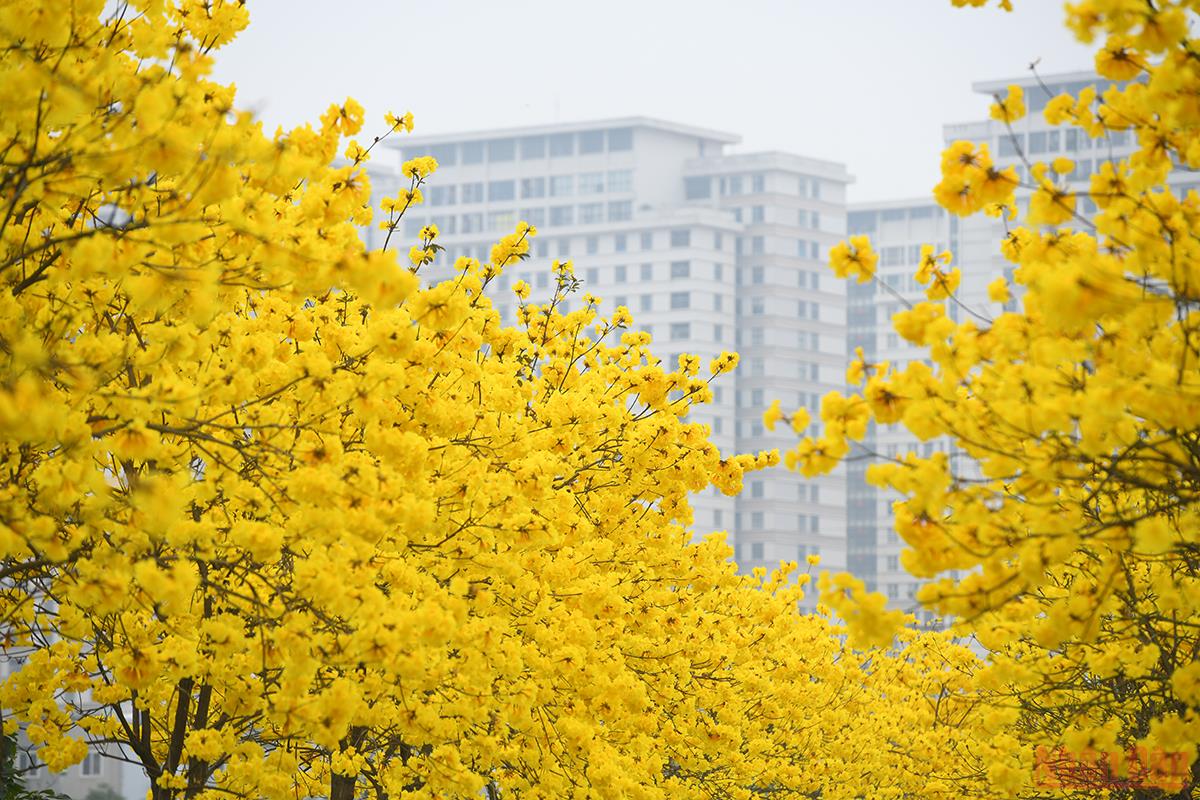 Ханой выглядит красочным в цветочный сезон в марте