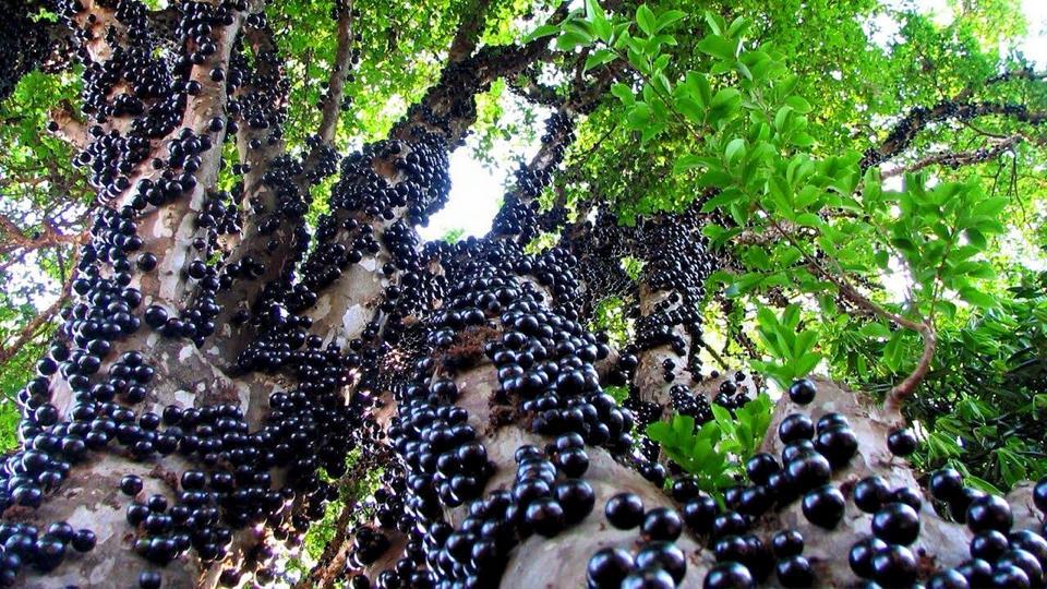 Необычный сад жаботикабы в Далате