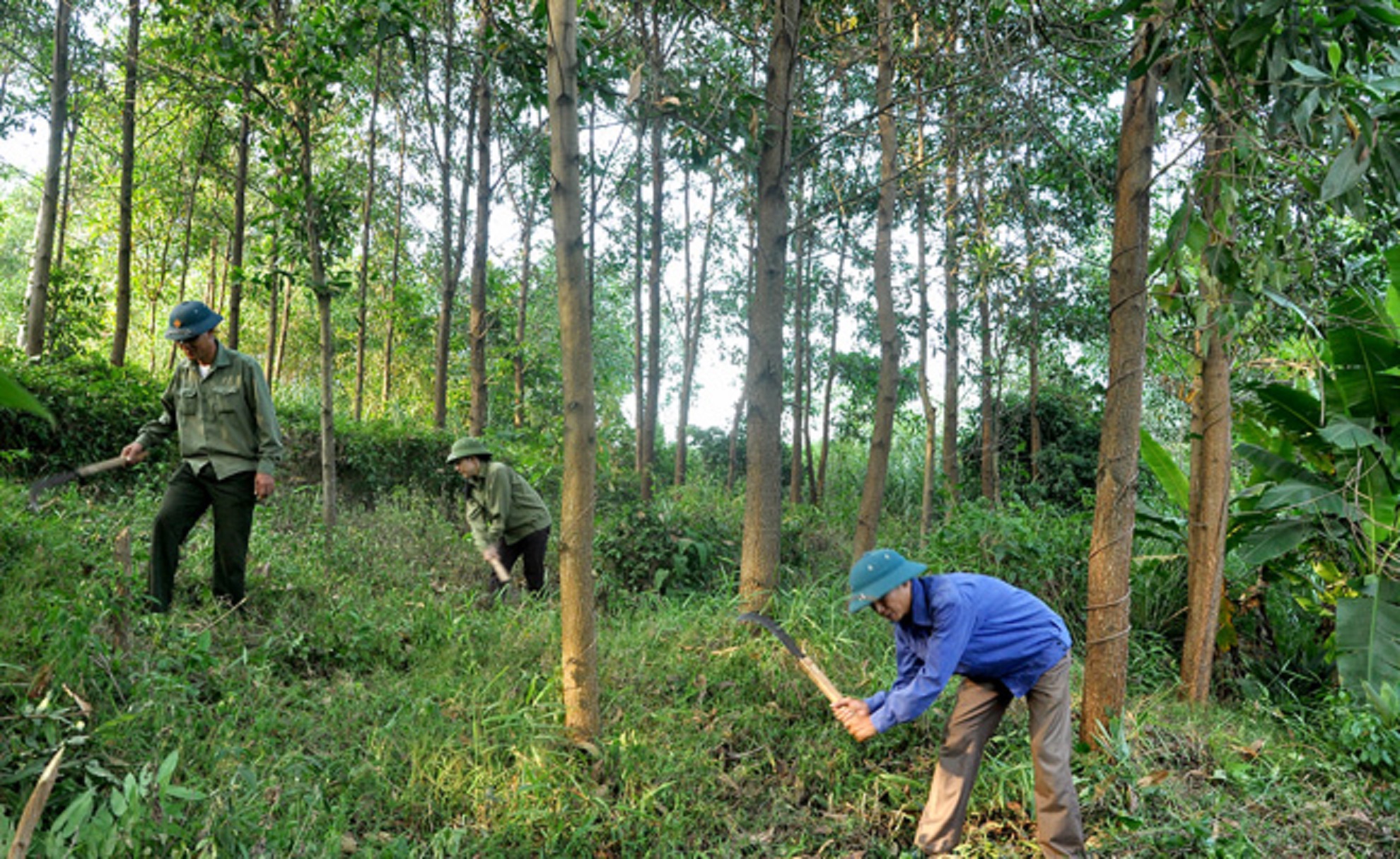 Экспорт вьетнамской древесины из посаженного леса резко увеличился
