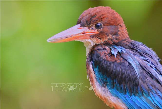 Сохранение уязвимых представителей дикой флоры и фауны