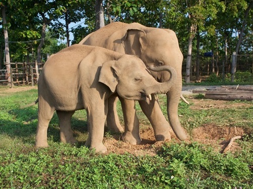 Корректировка Генерального проекта сохранения вьетнамских слонов в период 2013-2020 гг