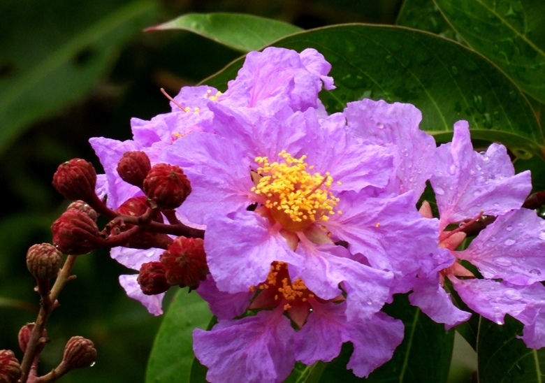 Фиолетовые цветы лагерстремии