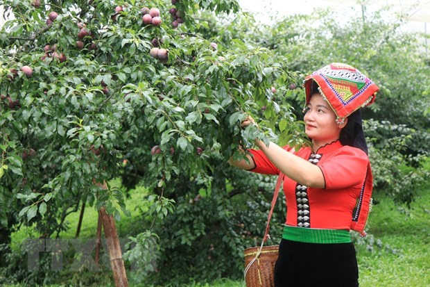 Фестиваль сбора сливы Шонла