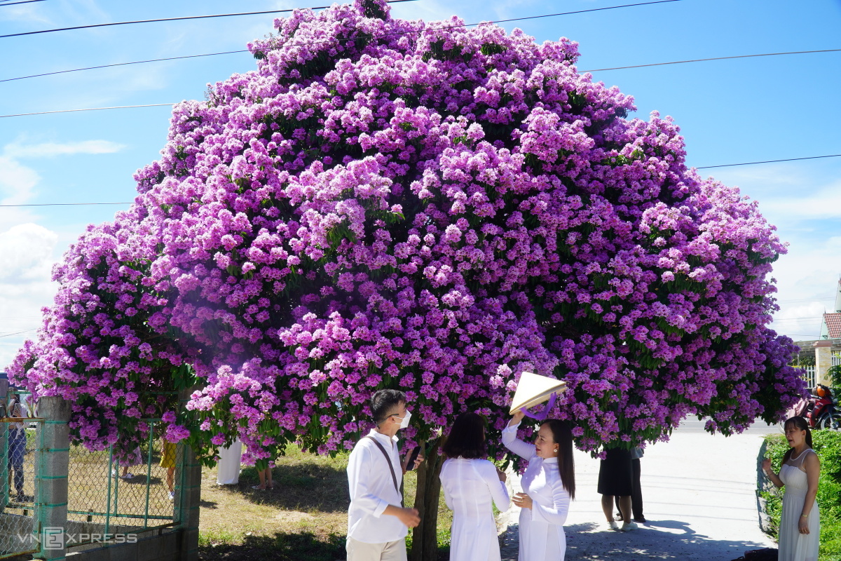 Фиолетовая лагестремия привлекает туристов в Биньтхуан