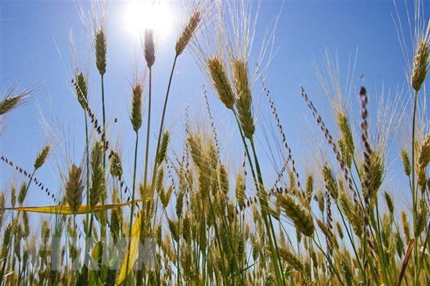 Россия готова обсудить вопрос вывоза украинского зерна