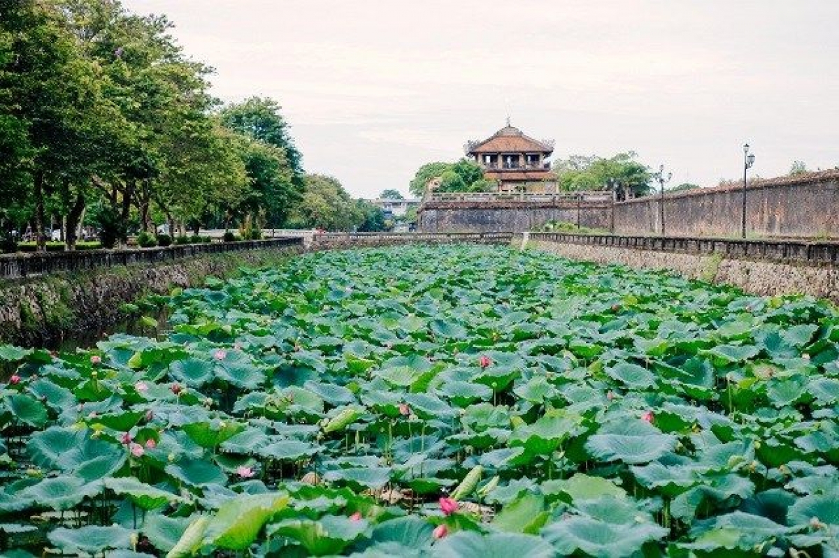 В городе Хюэ пройдет фестиваль лотоса – 2022