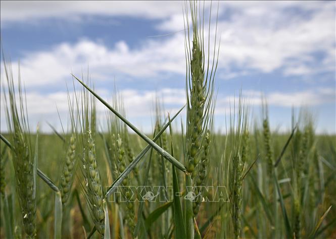 Россия ищет меры по вывозу зерна из портов Украины