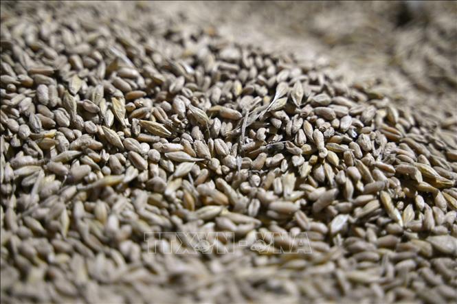 Россия назвала условия для проведения саммита с Украиной и экспорта зерна