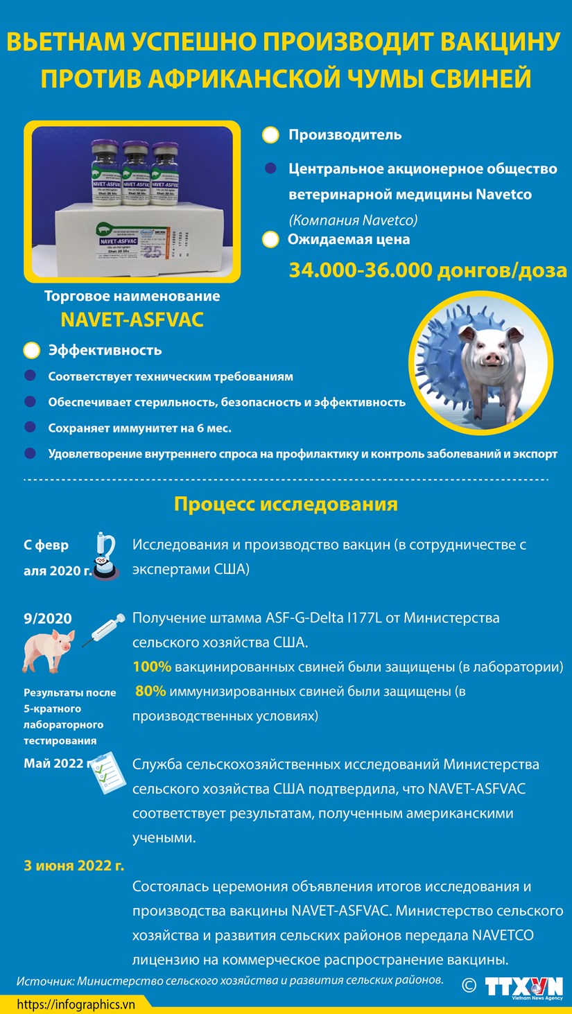 Вьетнам успешно производит вакцину против африканской чумы свиней