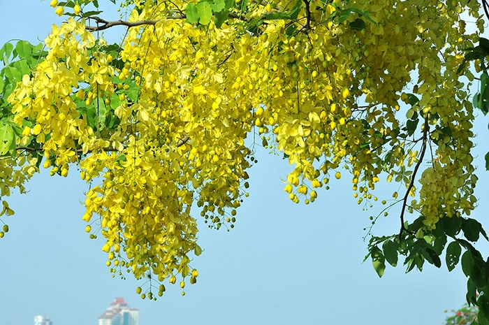 Желтая кассия трубчатая