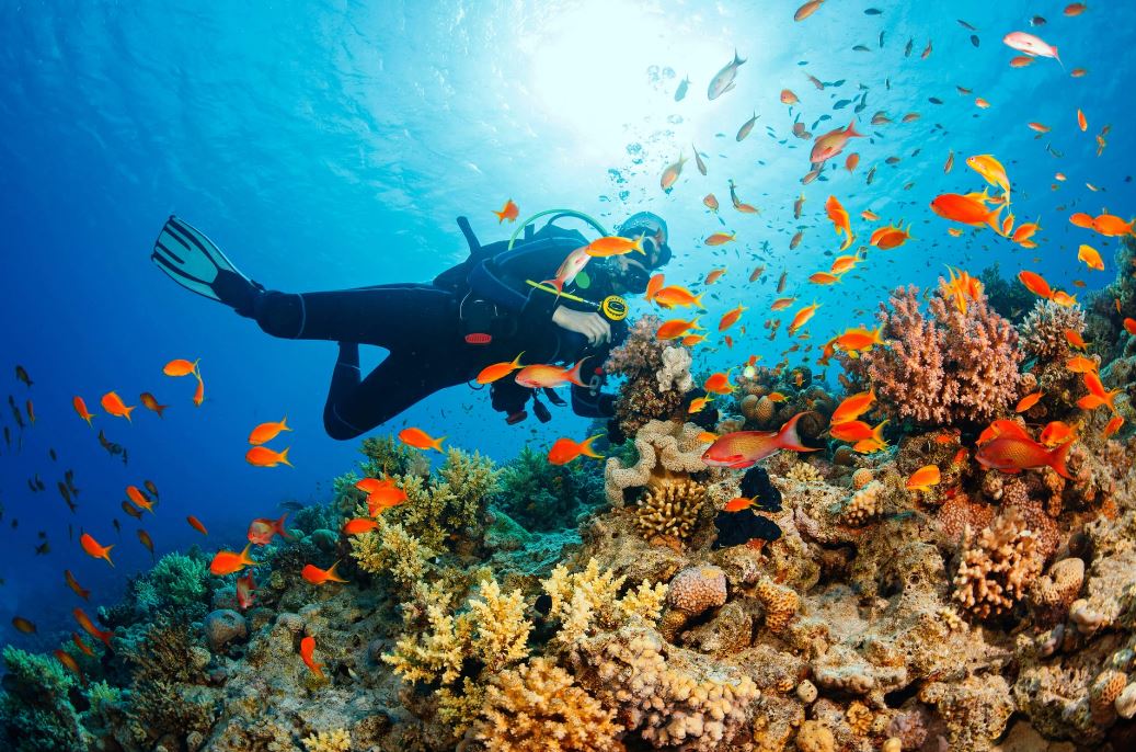 В провинции Кханьхоа приостановили дайвинг в уязвимых морских зонах