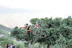 Старые чайные деревья в селении Бе