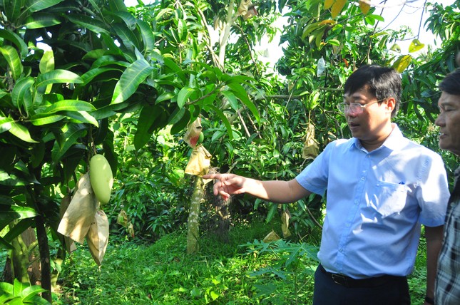 Открылся фестиваль манго Каолань - 2022 в провинции Донгтхап