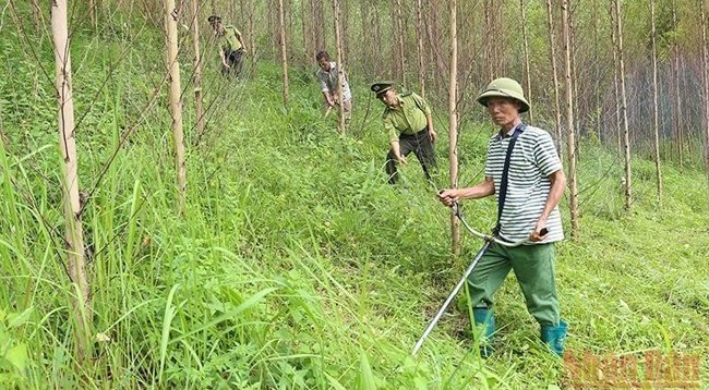Утверждена программа устойчивого развития лесного хозяйства на период 2021-2025 гг