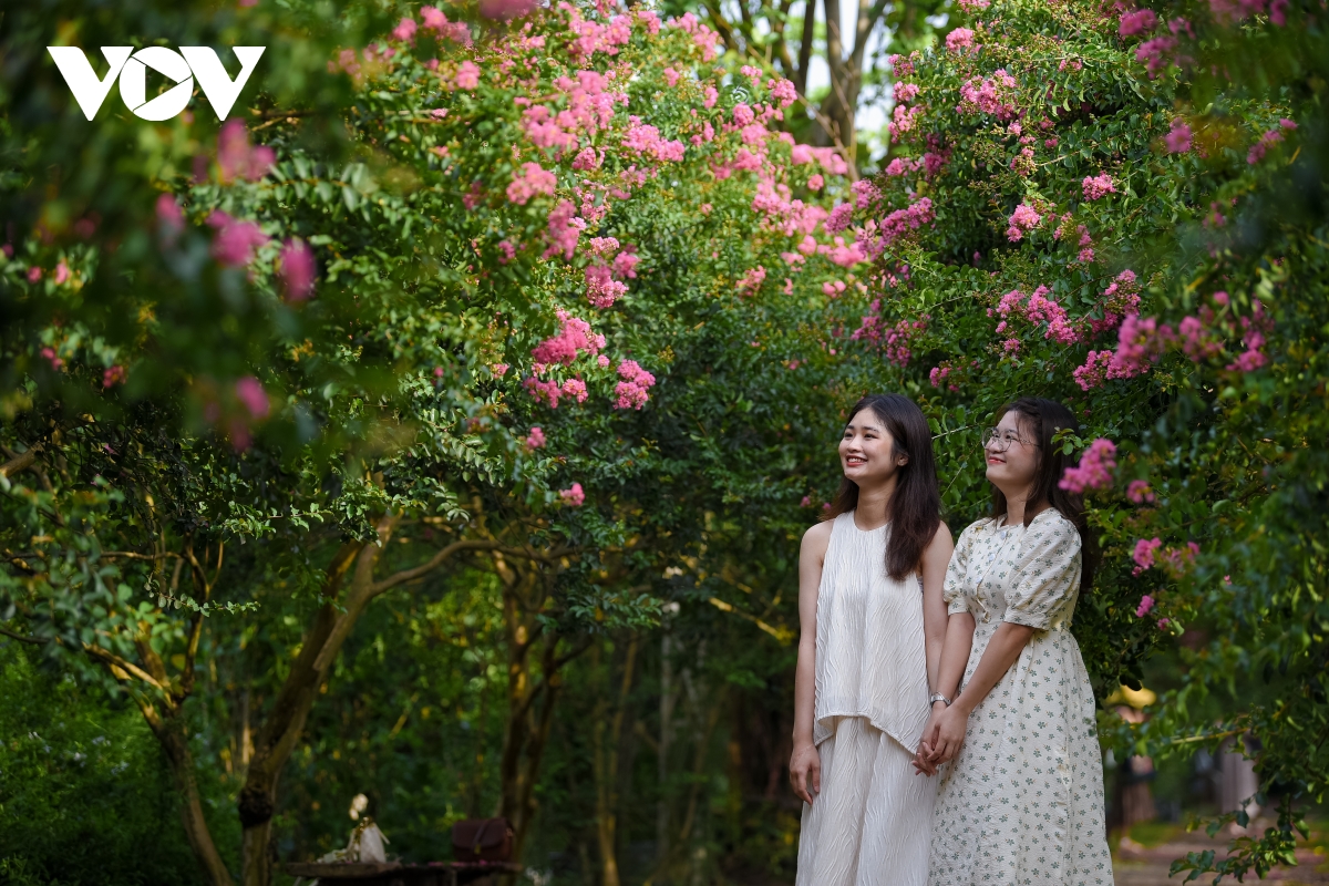 Шиповник многоцветковый в Ханое