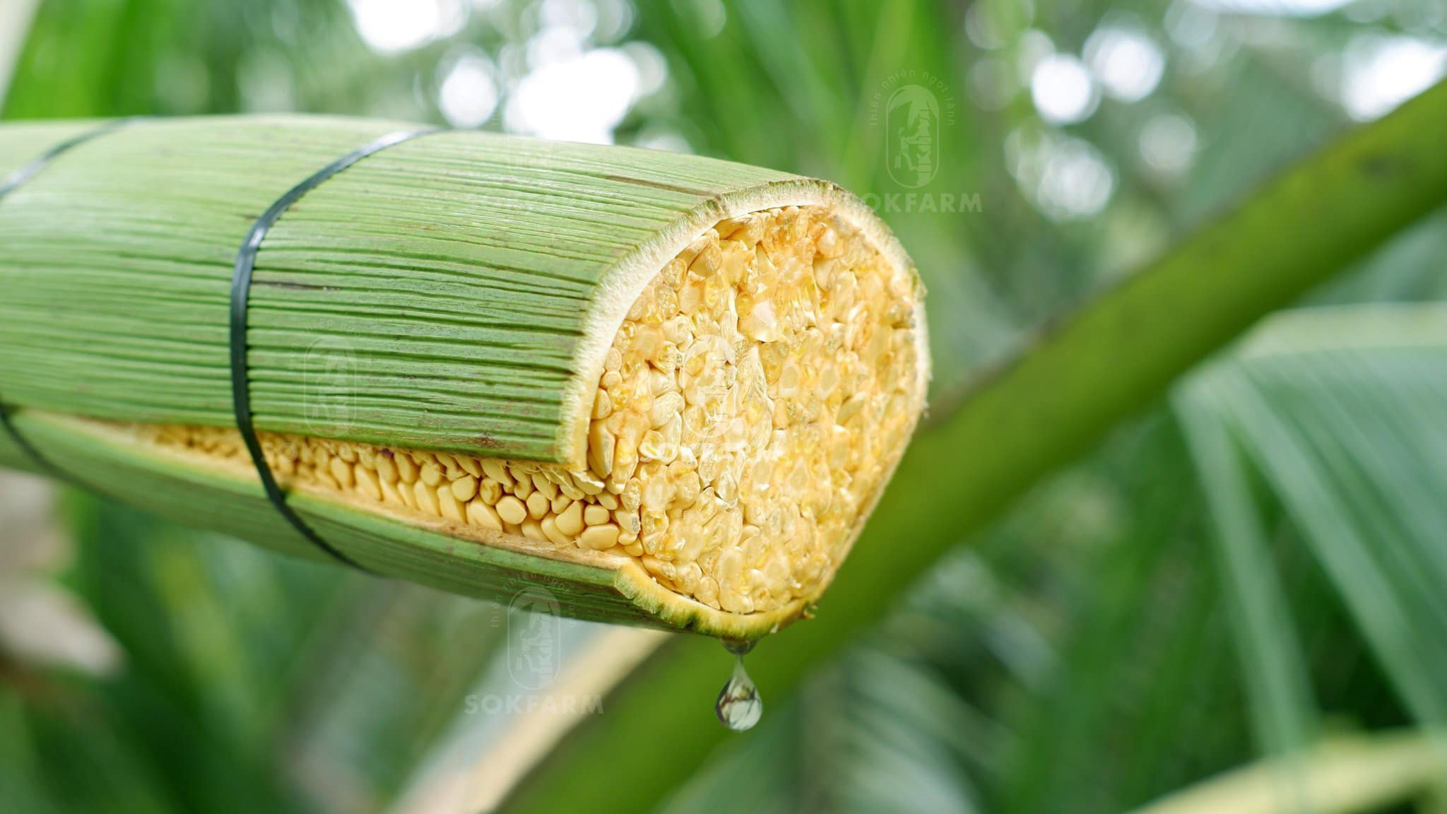 Выращивание кокосовых пальм на получение нектара - уникальная модель адаптации к засухе