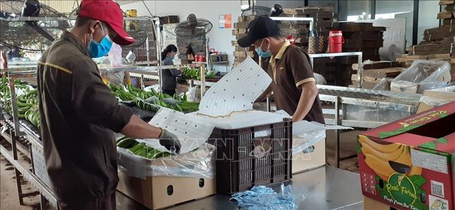 Вьетнамская сельскохозяйственная продукция на пути завоевания рынков Нидерландов и Северной Европы