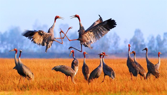 Провинция Донгтхап принимает меры по возвращению красноголовых журавлей
