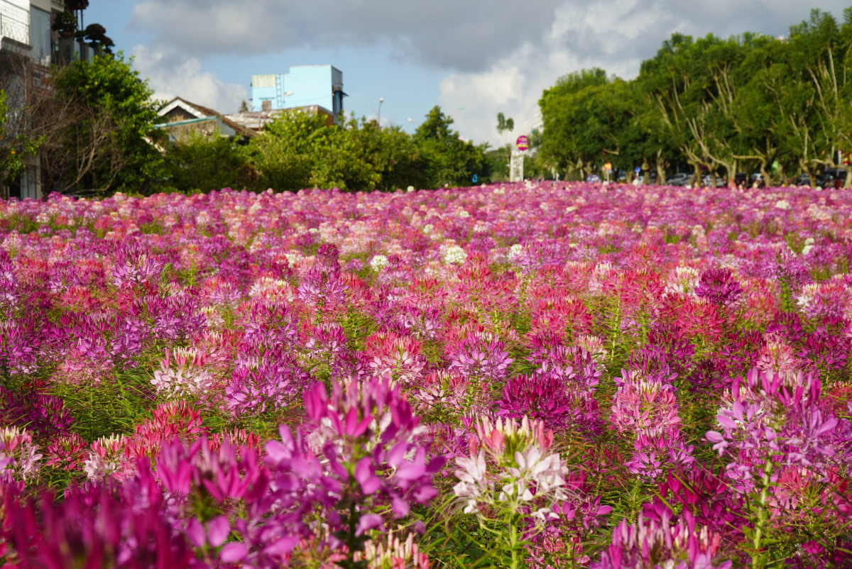 Цветочное поле Клеома Хасслера в центре города Далата