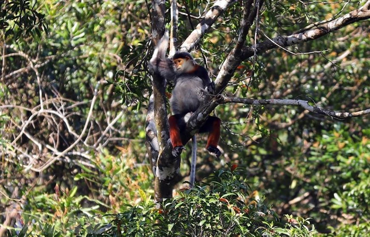 Еще 2 вьетнамских национальных парка выдвинут на звание «Парки наследия ASEAN»