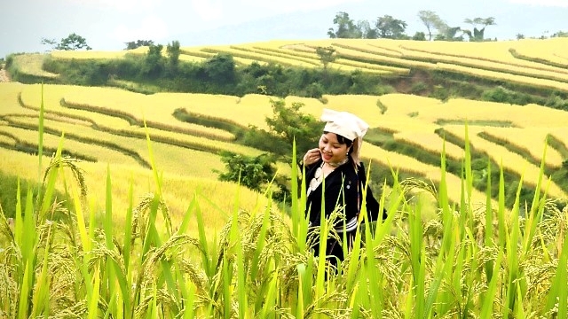 Золотой сезон в Хонгтхай
