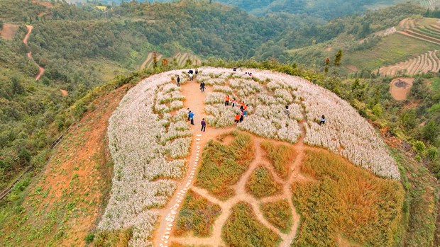 Красота сезона цветения гречихи на скалистом плато Хазянг