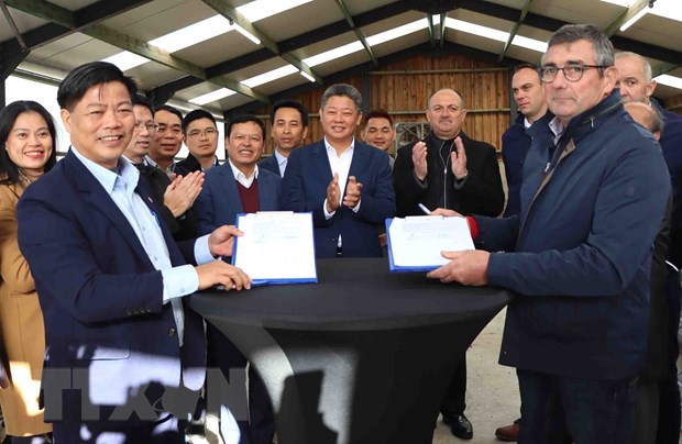 Ханой усилит сотрудничество с регионом Валлония для развития породы коров 3Б