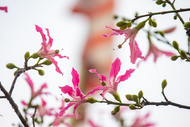 Дерево «хоризия великолепная» красиво цветет в центре Ханоя