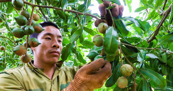 Потенциал экспорта вьетнамских орехов макадамия в Японию