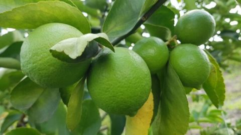 Вьетнамские лаймы и помело поставляются в Новую Зеландию