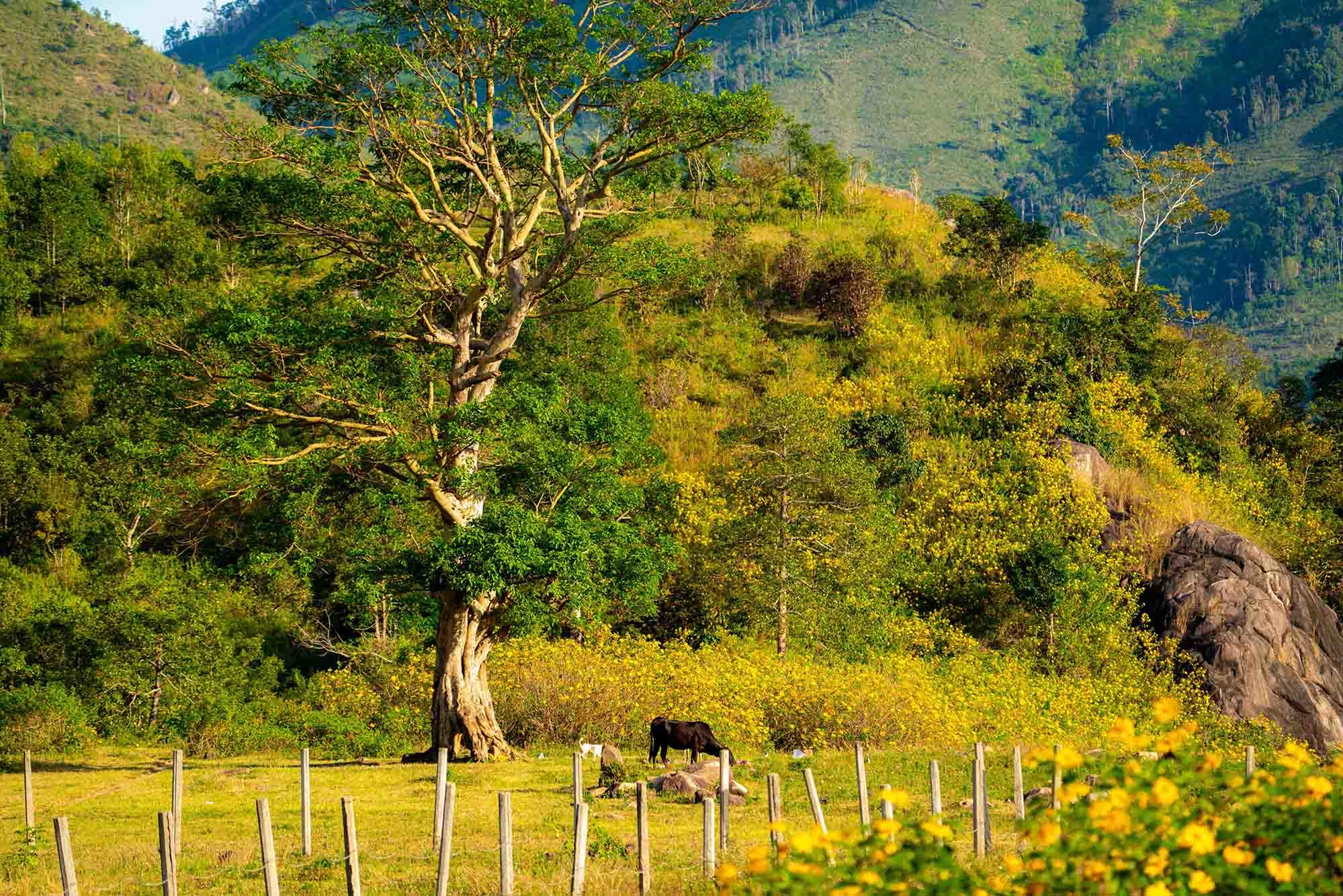 Сезон титонии в Зялай