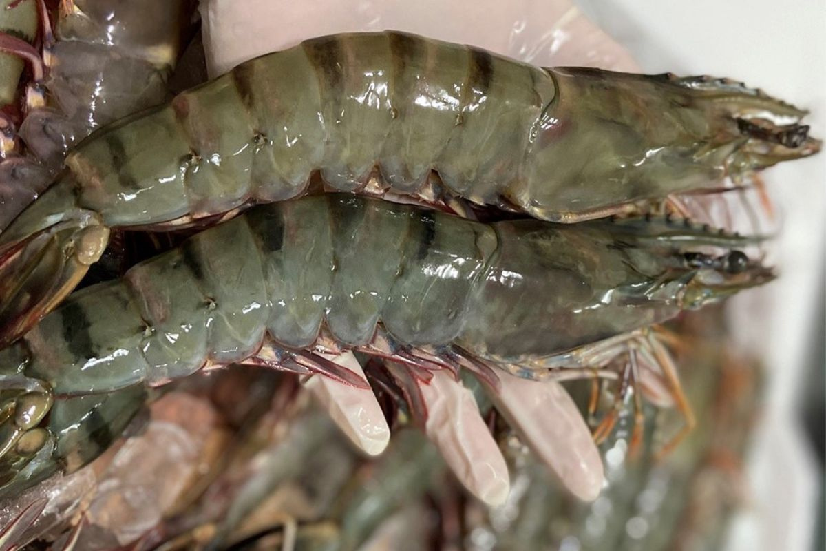 Япония предпочитает переработанные черные тигровые креветки Вьетнама