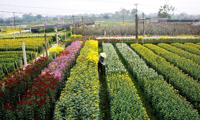 Ханой уезд Мелинь впервые проводит фестиваль цветов