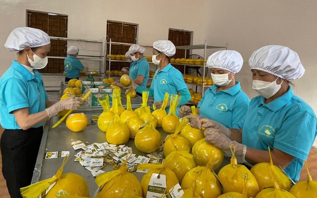 Экспорт помело в Великобританию