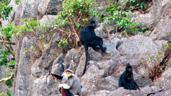 В заповеднике Куангбинь обнаружены редкие приматы