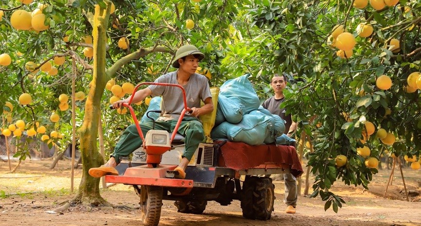 Сезон сбора помело, чтобы отпраздновать Лунный Новый год