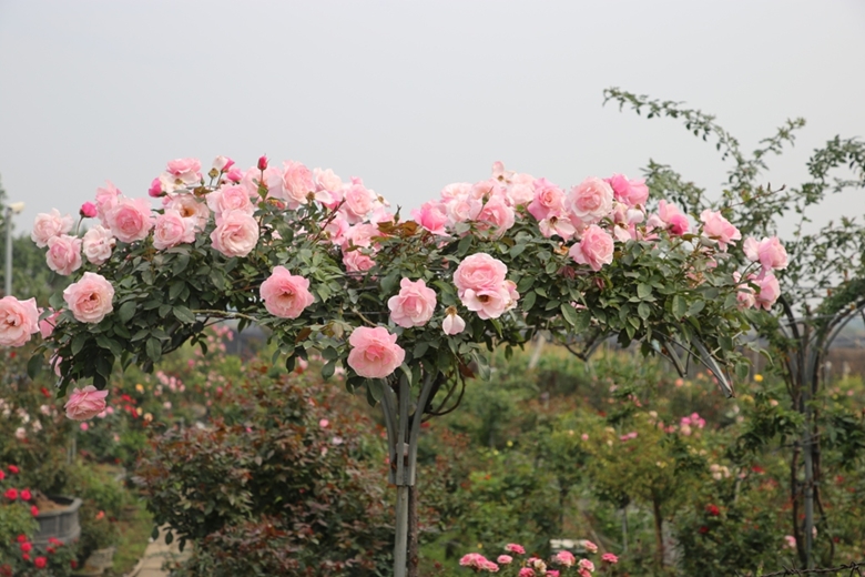 Цветочная зона Мелинь готова к Лунному Новому году