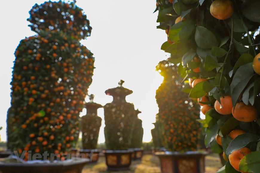 Садовники в Хынгйене «запустили» гигантские деревья кумквата в форме вазы на Тэт