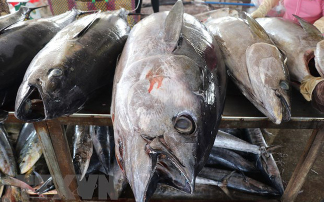 Впервые тунец стал миллиардной отраслью Вьетнама