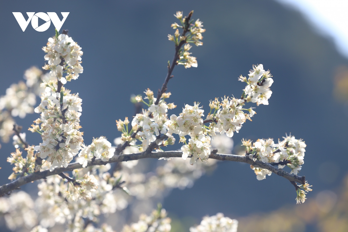 Очаровательная красота белых цветов сливы