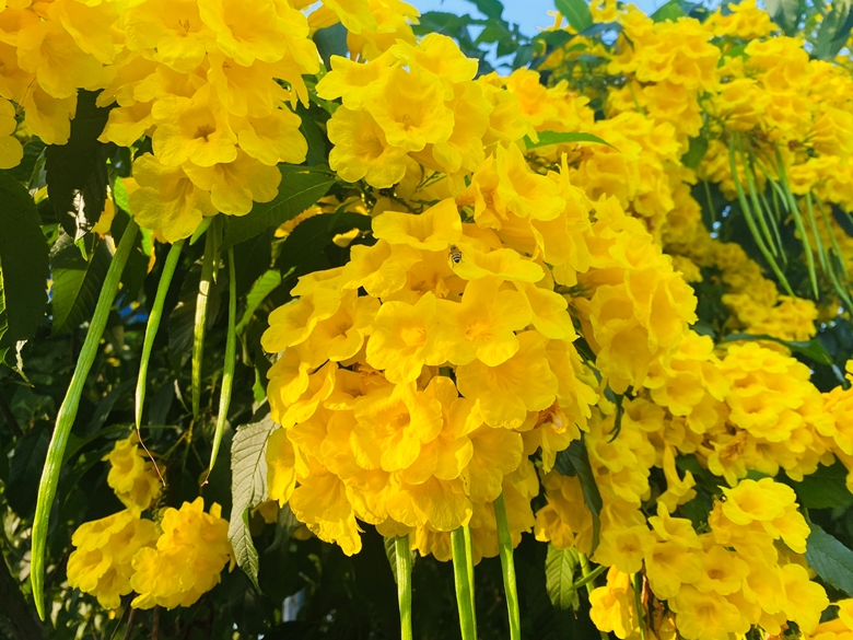 Цветы Текома прямостоячая сияют в золотых лучах солнца