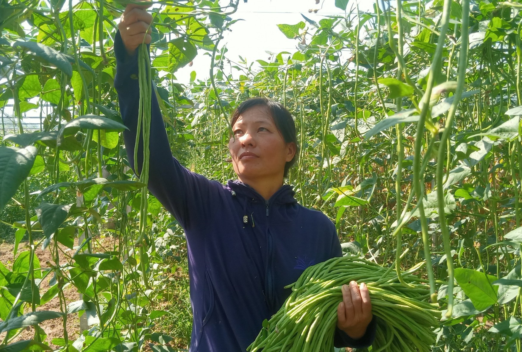 7,5 тонн маринованного вигны провинции Лаокай готовы к экспорту в Японию