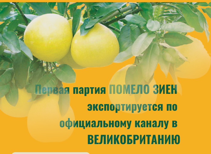 Первая партия помело Зиен экспортируется по официальному каналу в Великобританию