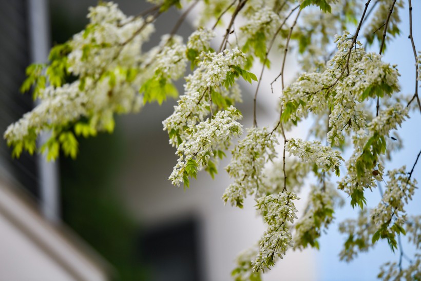 Сезон цветения дальбергии в Ханое