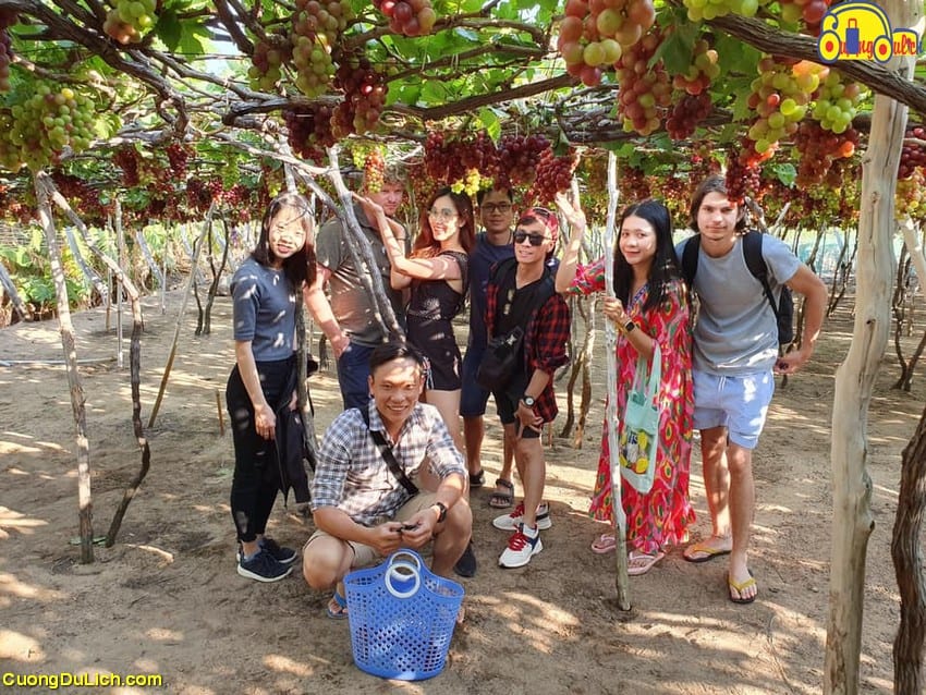 Виноградные плантации привлекают посетителей