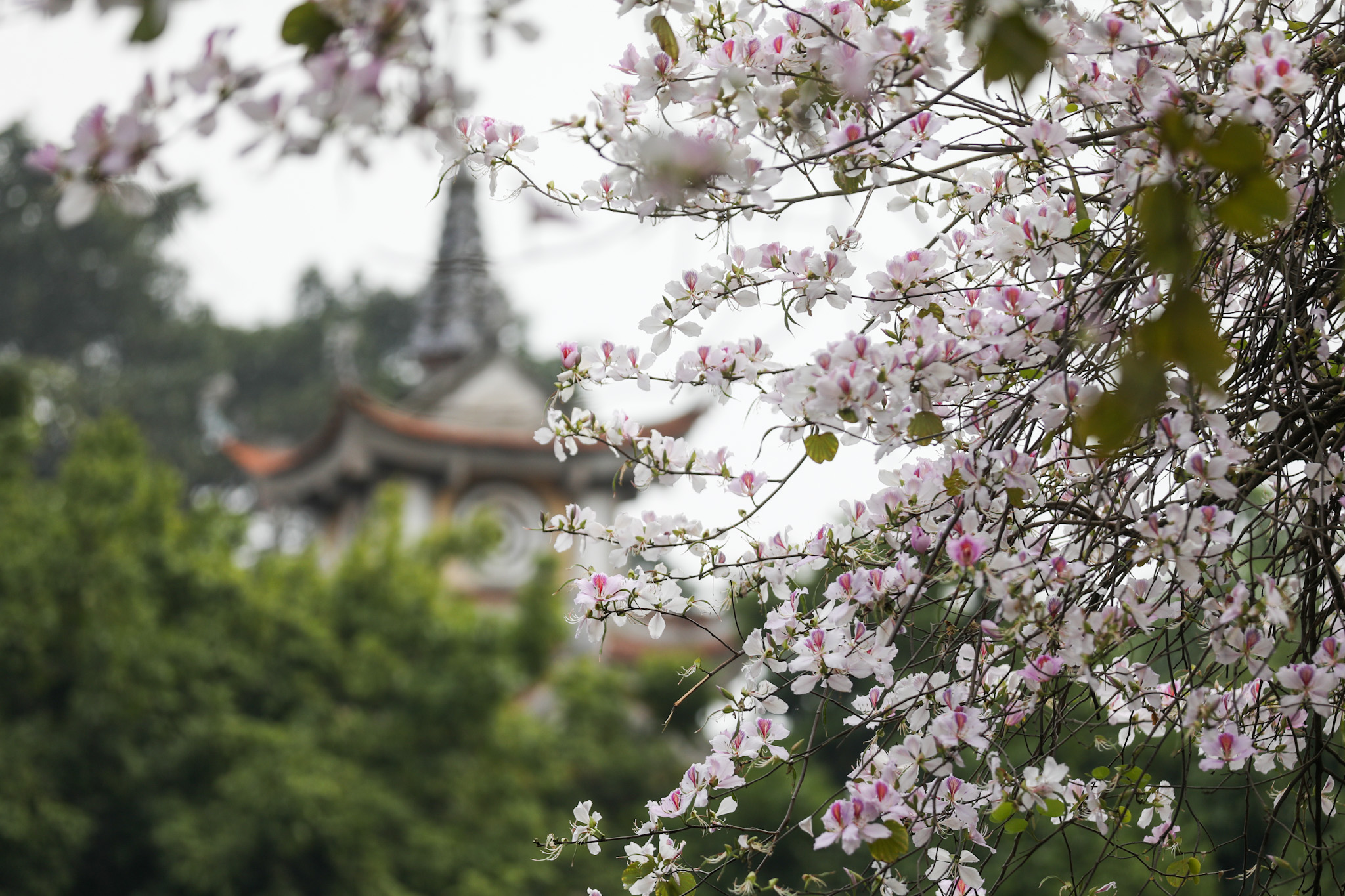 Цвета баухинии у древней пагоды в Ханое