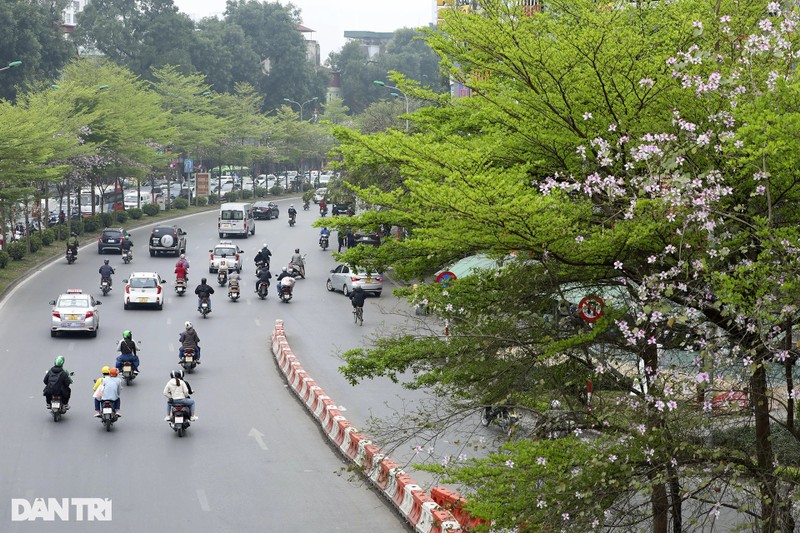 Весенний зелёный наряд столичных дорог